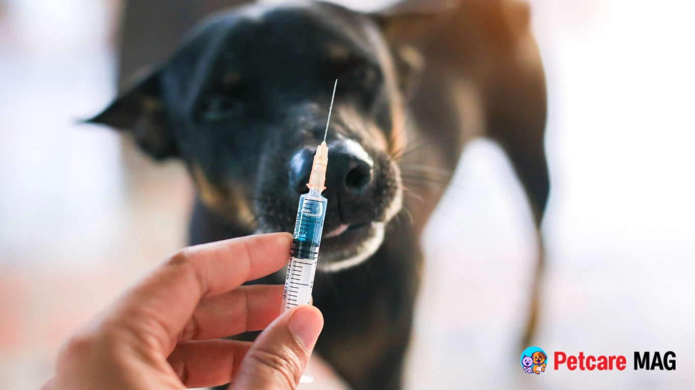 Medications for Dog Anxiety