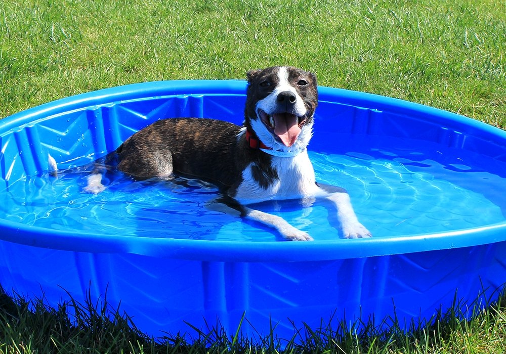 Summer Safety Tips for Animals