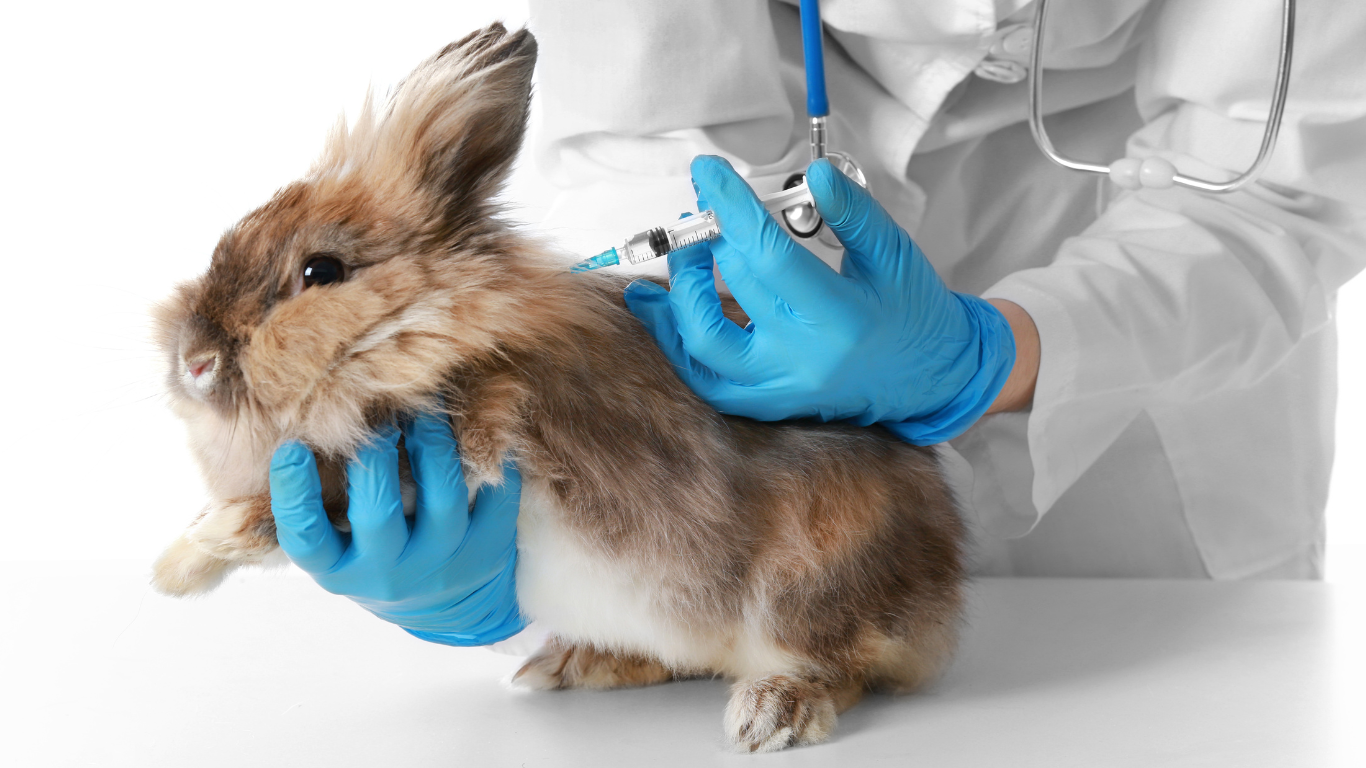 Rabbit Vaccines