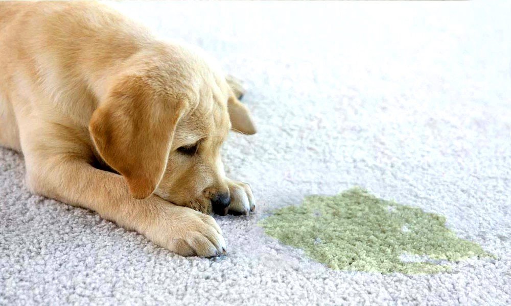 Cleaning Pet Urine From the Carpets
