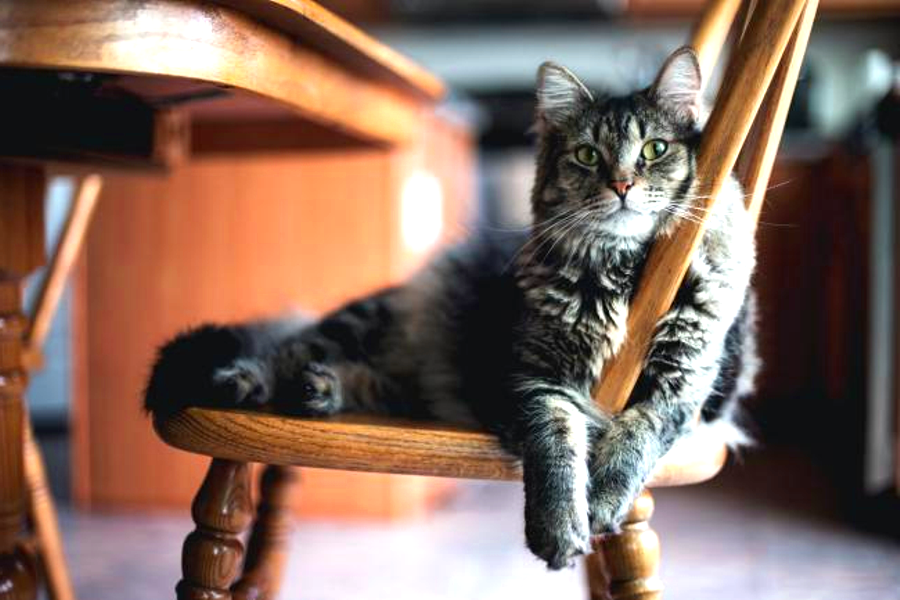 Tabby cat on chair