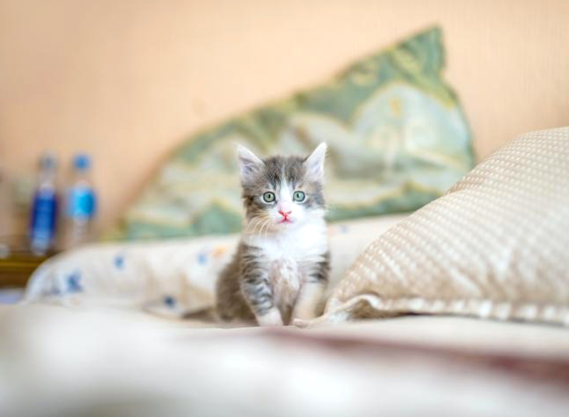 a little kitten sit on the bed