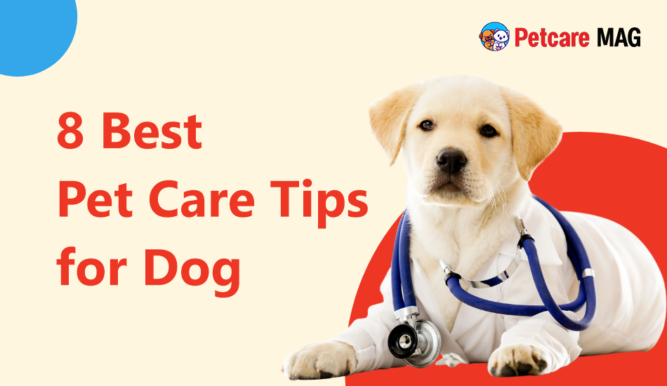 8 Best Pet Care Tips for Dogs in 2023 Petcare Mag