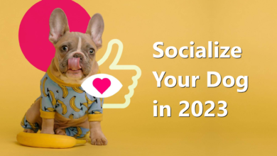 Socialize your dog in 2023