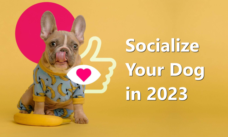 Socialize your dog in 2023