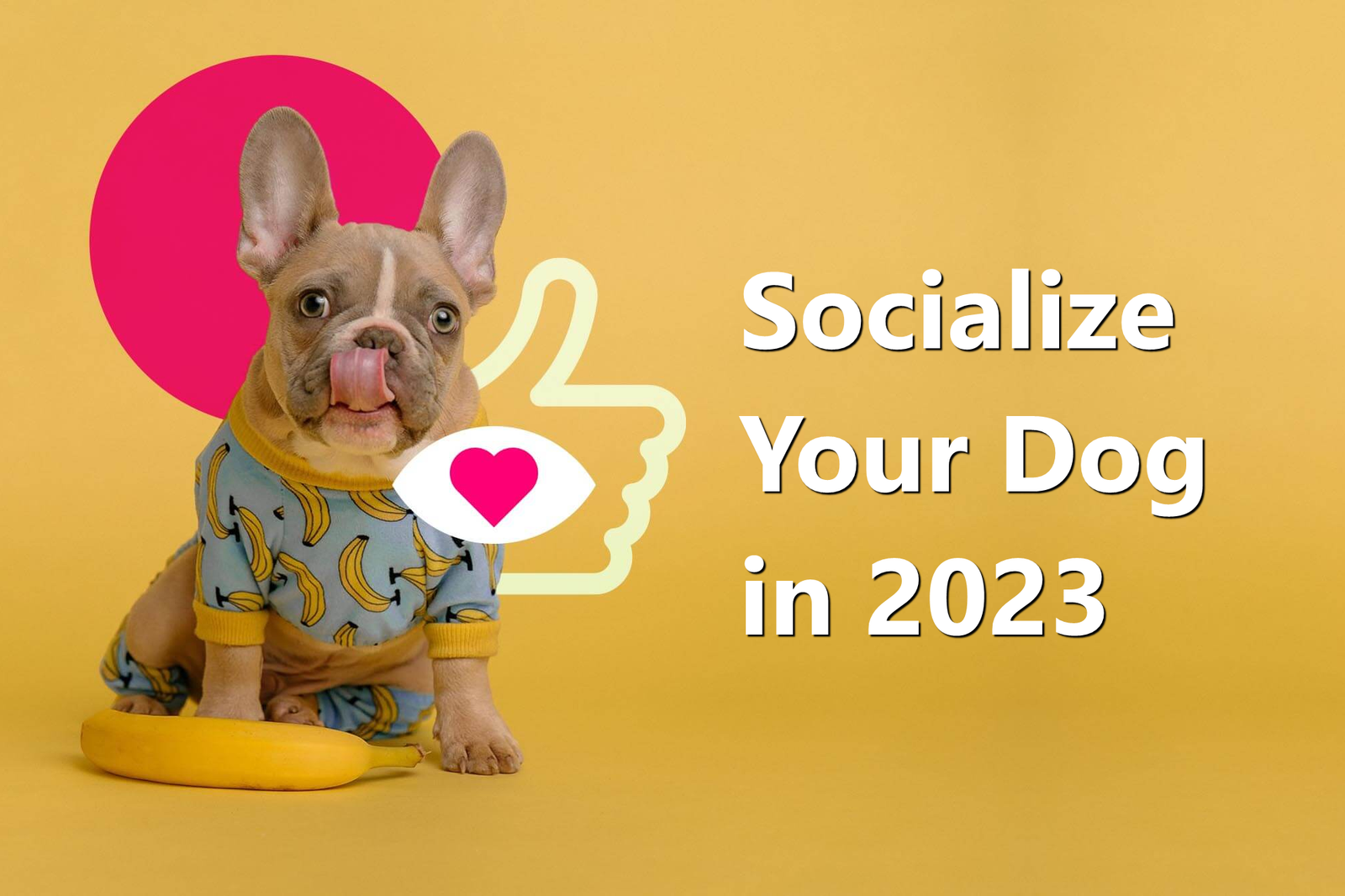 Socialize Your Dog In 2023 