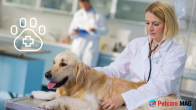 Best Pet Hospitals