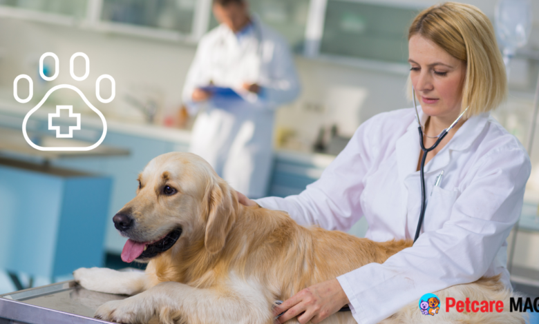 Best Pet Hospitals