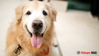 Adopting a Senior Dog