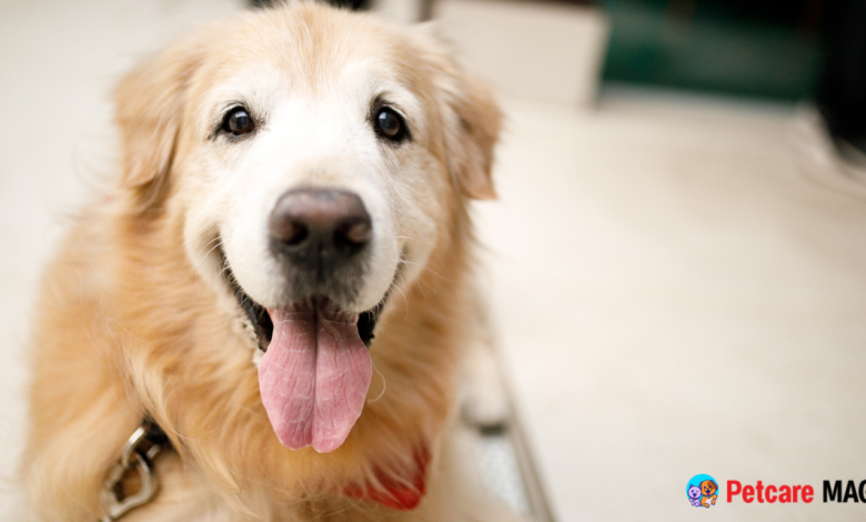 Adopting a Senior Dog