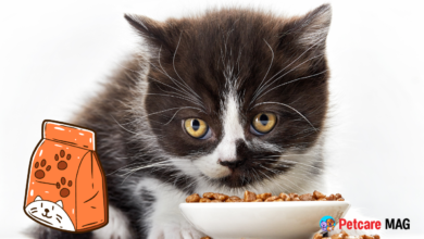 Best Dry Cat Foods