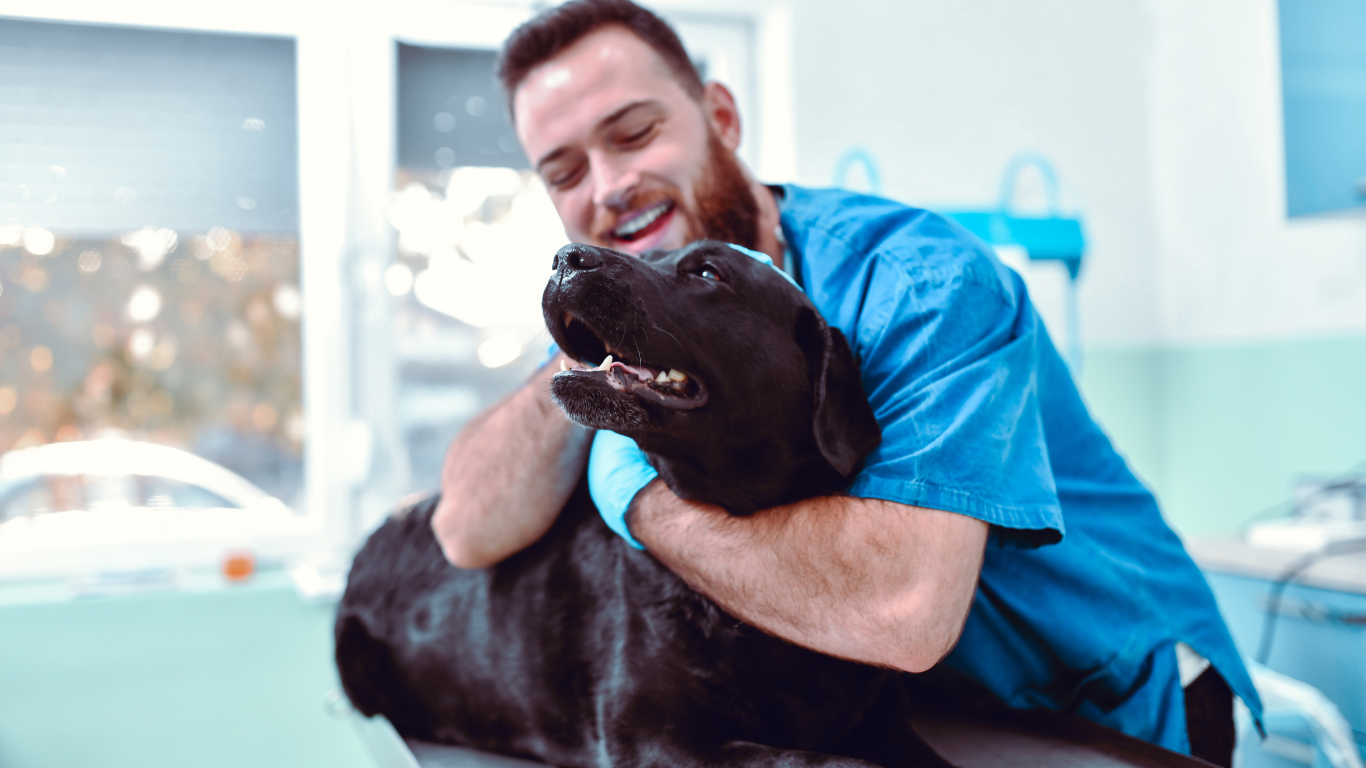 Look Out For the Best Vet in London, UK 2023 | Petcare Mag - Petcare Mag