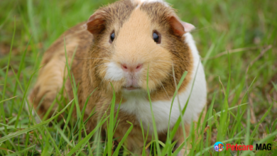 Lifespan of Guinea Pigs