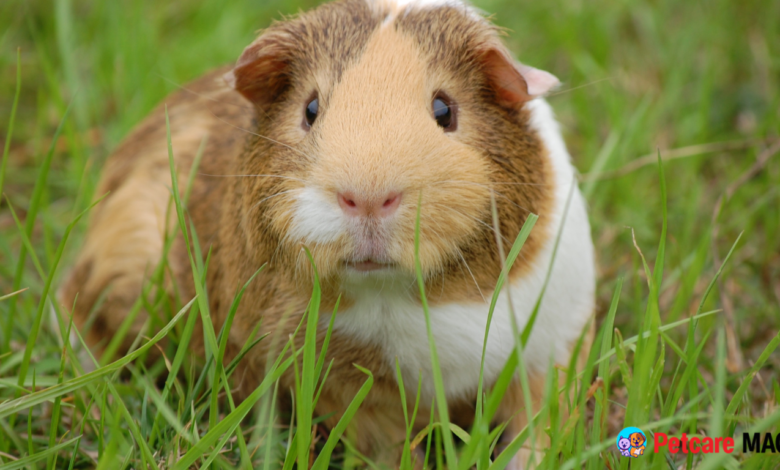 Lifespan of Guinea Pigs