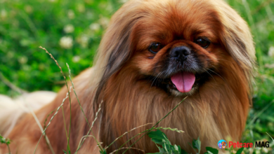 Most Popular Dog Breeds