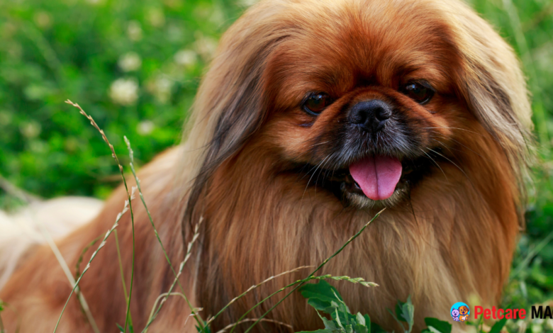 Most Popular Dog Breeds