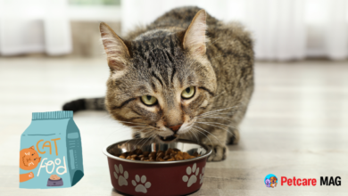 Dry Cat Food for Sensitive Stomachs