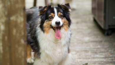 Australian Shepherds Shed