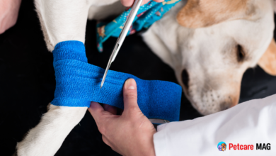 Common Pet Injuries