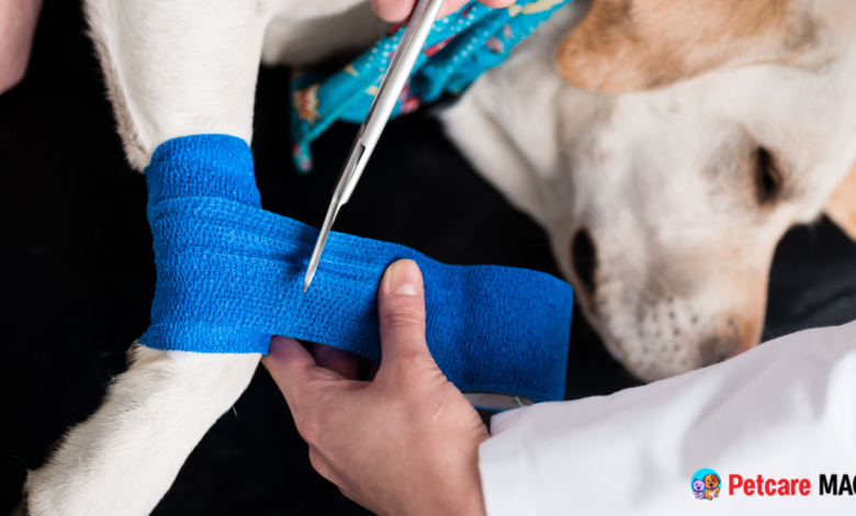 Common Pet Injuries