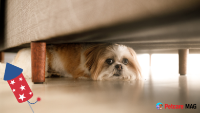 Dog Who Is Afraid of Fireworks