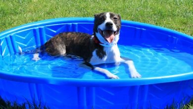 Summer Safety Tips for Animals