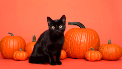 Can Cats Eat Pumpkin