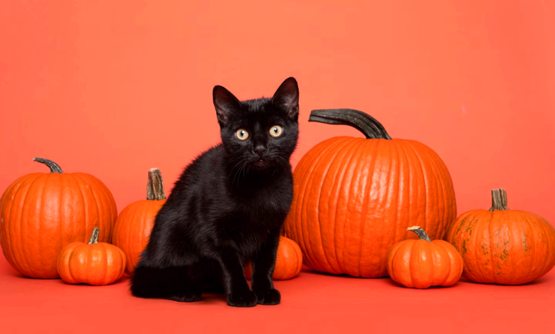 Can Cats Eat Pumpkin