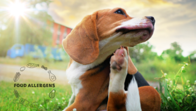 Food Allergies in Dogs