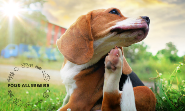 Food Allergies in Dogs