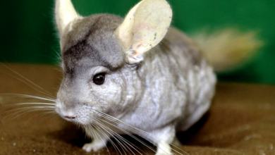 Facts about Chinchilla