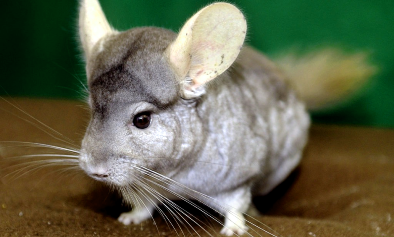 Facts about Chinchilla