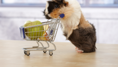 Guinea pigs