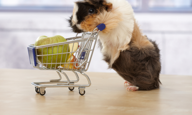 Guinea pigs