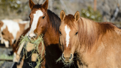 Horse Feeding