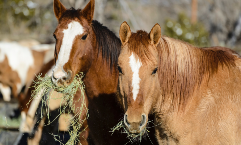 Horse Feeding