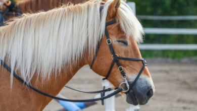 Horses Sleep UpRight