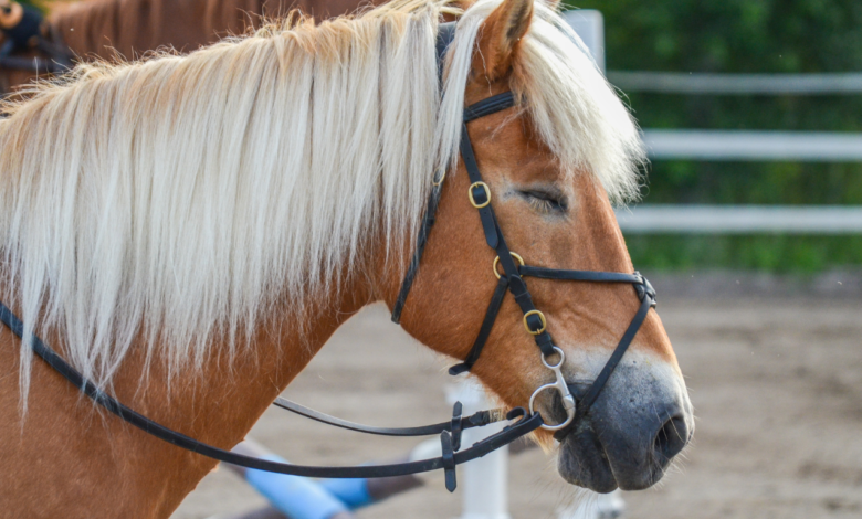 Horses Sleep UpRight