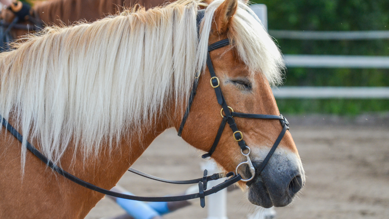 Do Horses Sleep UpRight? Petcare Mag