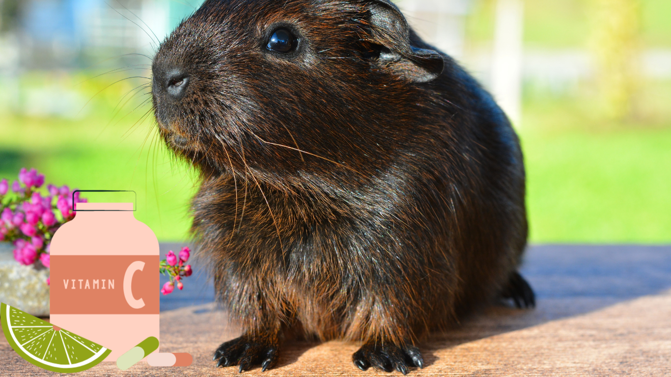 Vitamin C Deficiency in Guinea Pigs PetCare Mag Petcare Mag