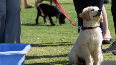 Basic Puppy Training