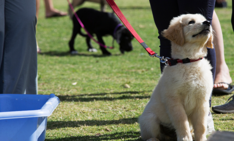 Basic Puppy Training