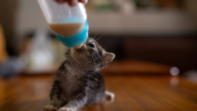 Feeding Kittens