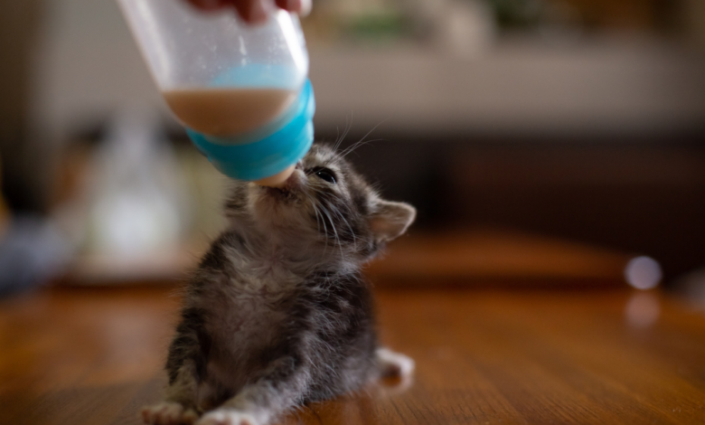 Feeding Kittens