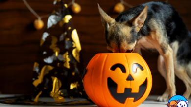 Halloween Candies for Dogs