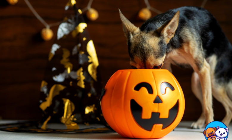 Halloween Candies for Dogs