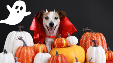 Halloween Pet Safety Tips