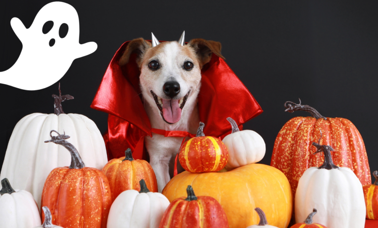 Halloween Pet Safety Tips