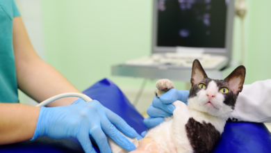 Heartworm Disease in Cats