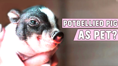 Potbellied Pigs